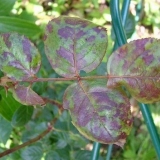 Zašto listovi ruže pocrne i šta učiniti